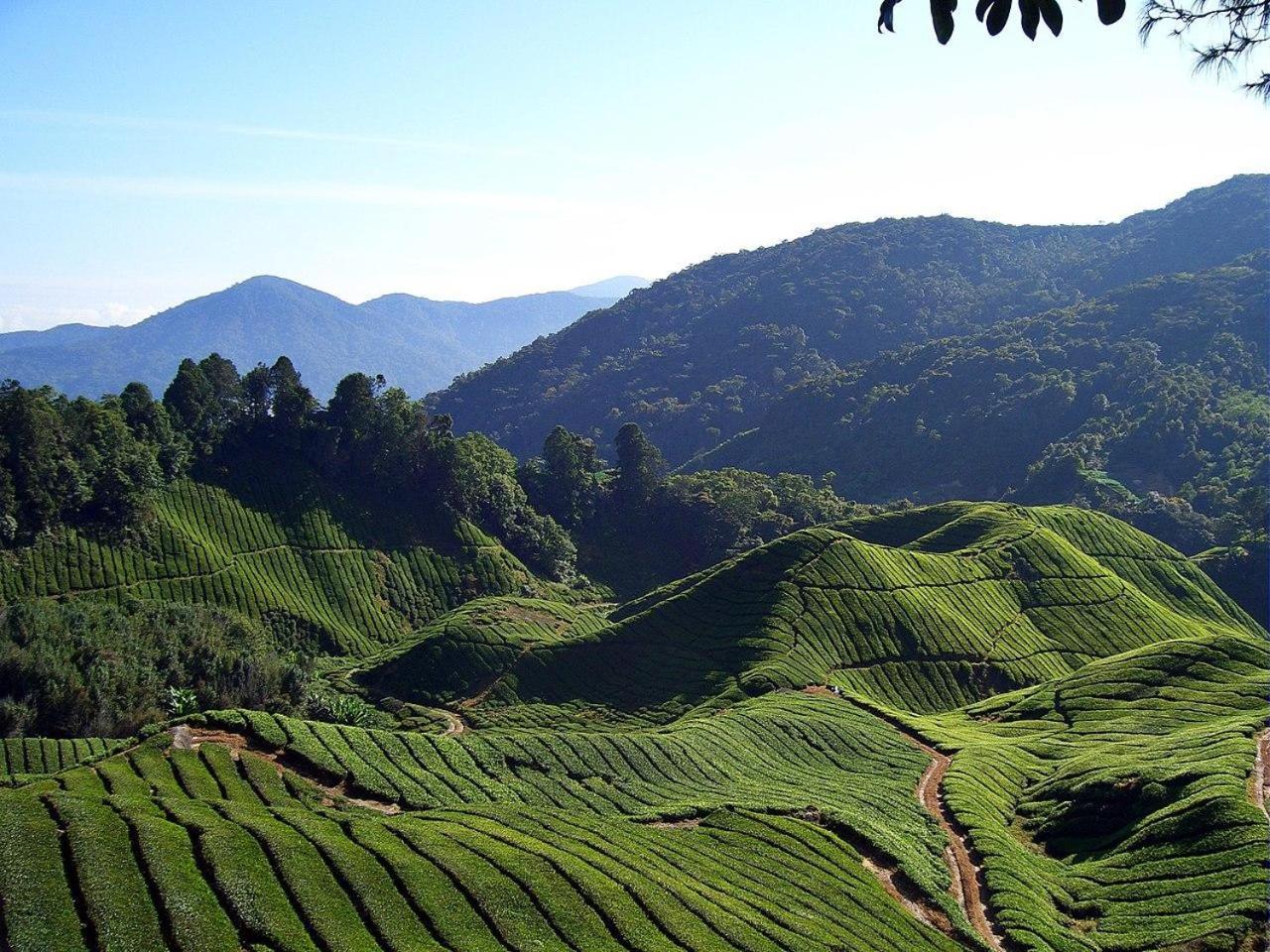 Cameron Kea Farm Hotel 브린창 외부 사진